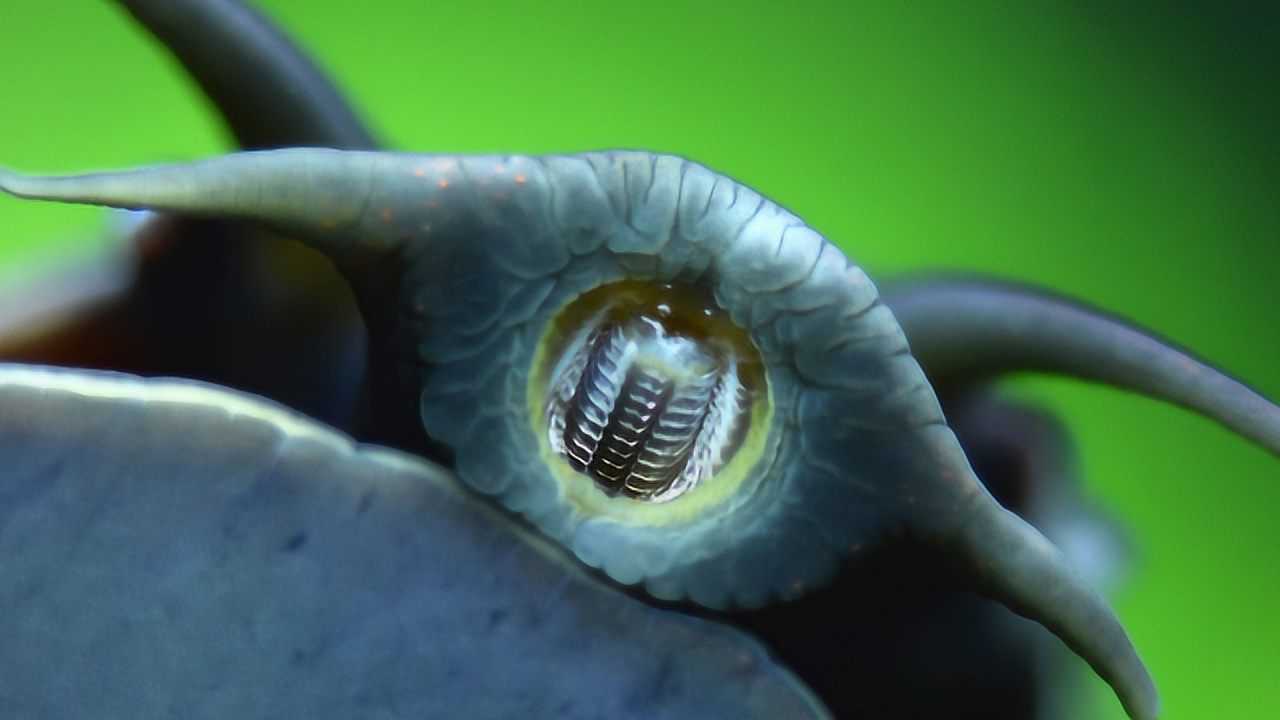 世界上牙齿最多的动物,牙齿高达1万颗,看到真容却让人目瞪口呆