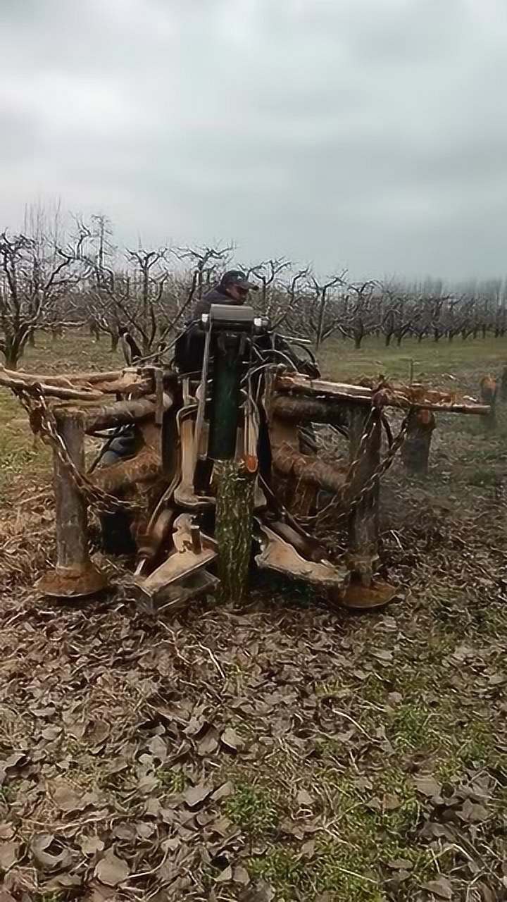 老大爷自制拔树机,瞬间就见到成效,马力十足!