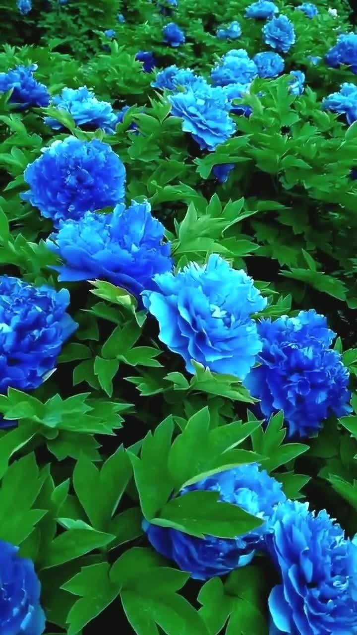 蓝色牡丹花,唯有牡丹真国色,花开时节动京城!