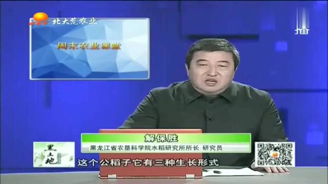 近几年水稻恶苗病泛滥!这几种形态恶苗病更要注意