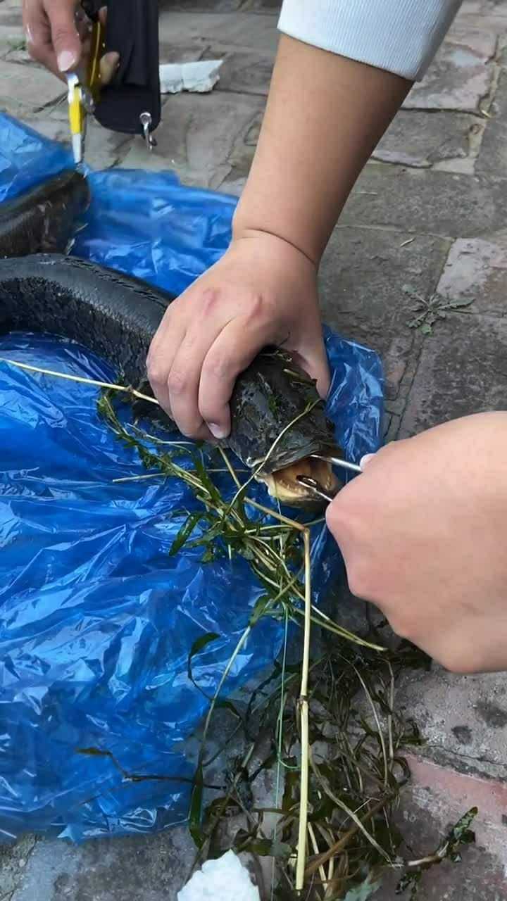 让你们看看黑鱼的牙长啥样,这要是咬一口谁受得了