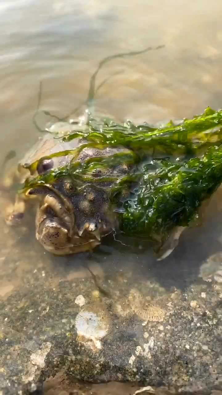 豹纹花纹的海螺图片