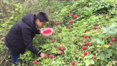 农村这种野草莓成熟了，小伙随便一摘就是一大篮，摘得真过瘾