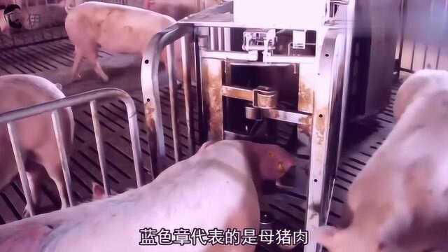 猪肉“盖红章”和“盖蓝章”,到底有什么区别?哪个更好?