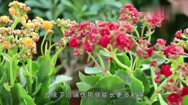 巧养长寿花就要知道3种“催花”妙招,花苞多,花开盛!