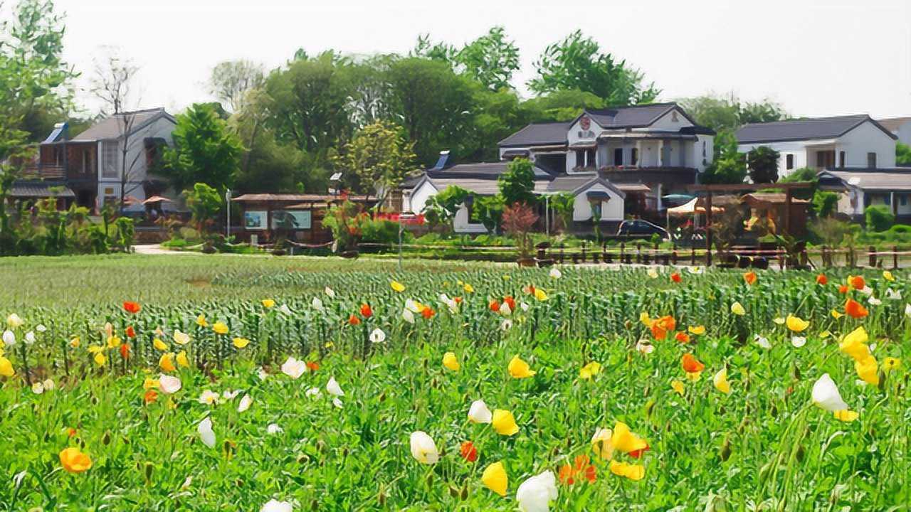 开满鲜花的村庄南京江宁观音殿村