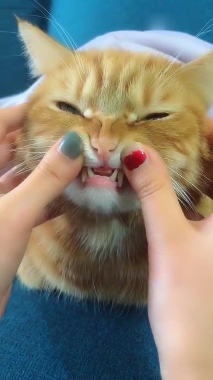 猫主人你看我的小虎牙可爱吗
