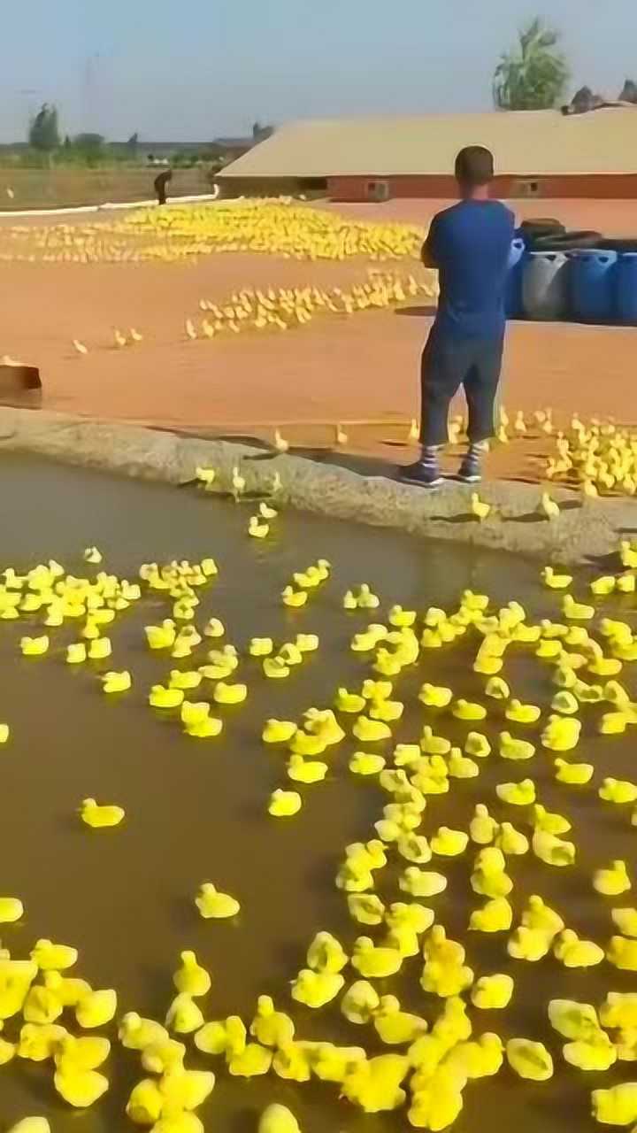 小鸭子们第一次下水这么多小鸭子好可爱呀