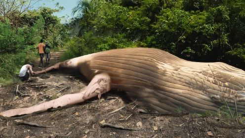 4个神秘的丛林发现，巨型座头鲸瘫死在陆地，究竟是什么原因？