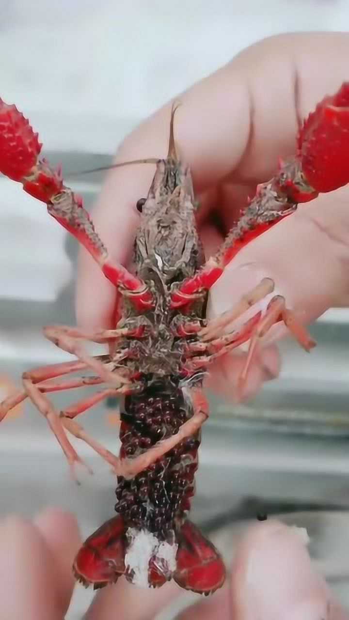 第一次见原来小龙虾的卵是这样的像一颗颗熟透了的樱桃