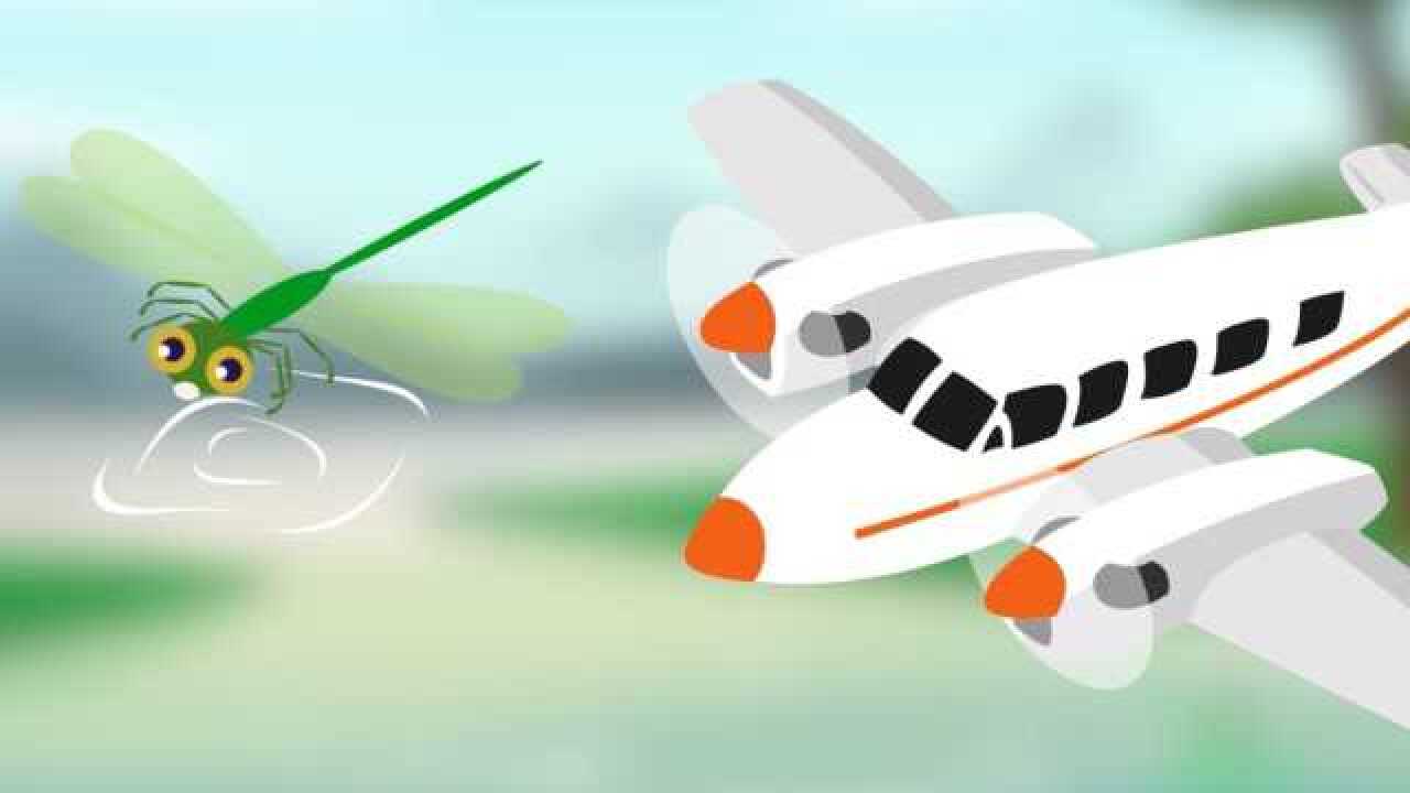 科学嬉游记蜻蜓的生命周期是怎样的蜻蜓和飞机的相同点