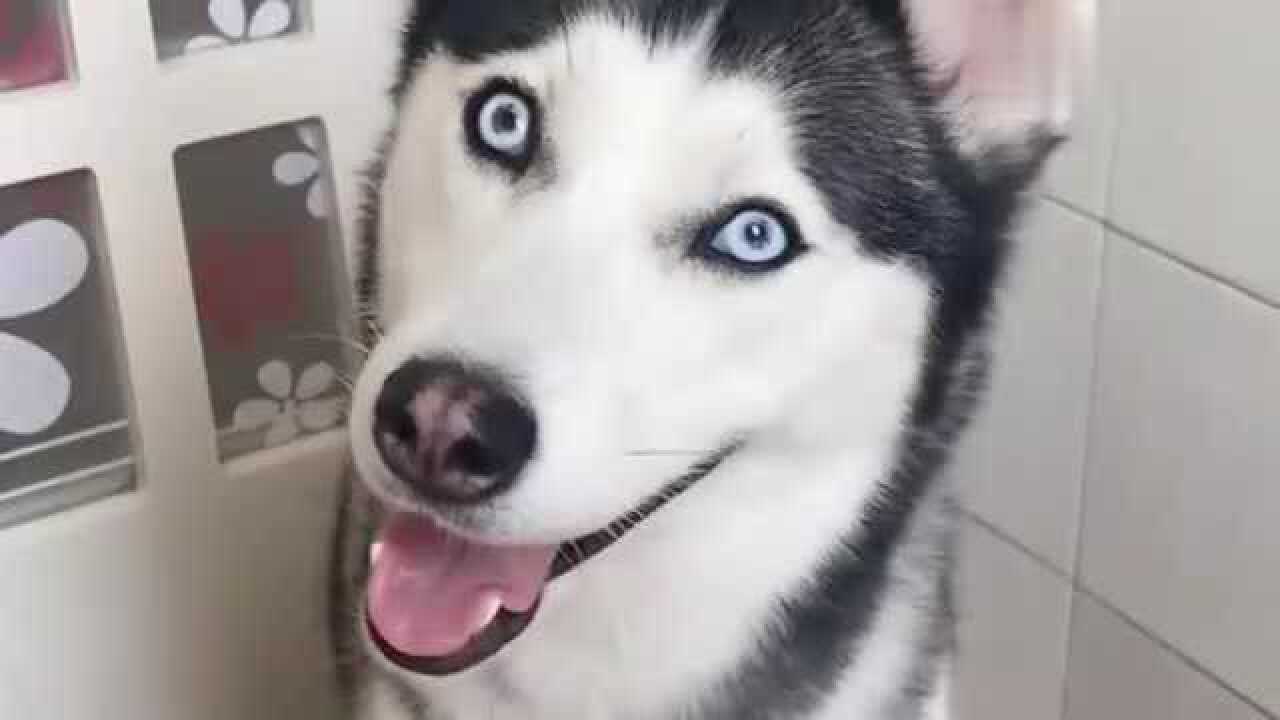 蠢萌二哈表演歪头杀这还是我认识的拆家犬吗太可爱了