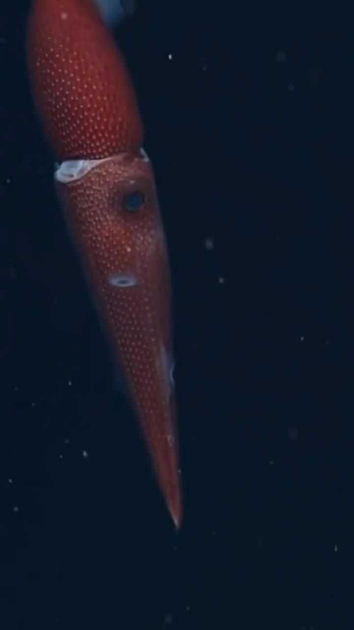 海洋里面的大王乌贼,真的不一般,厉害