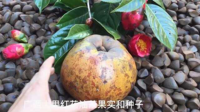 大果红花油茶种子,原来长这样