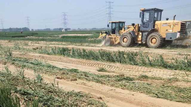 心疼!丰收前120亩麦田被强行夷为平地?河北大名县官方回应了