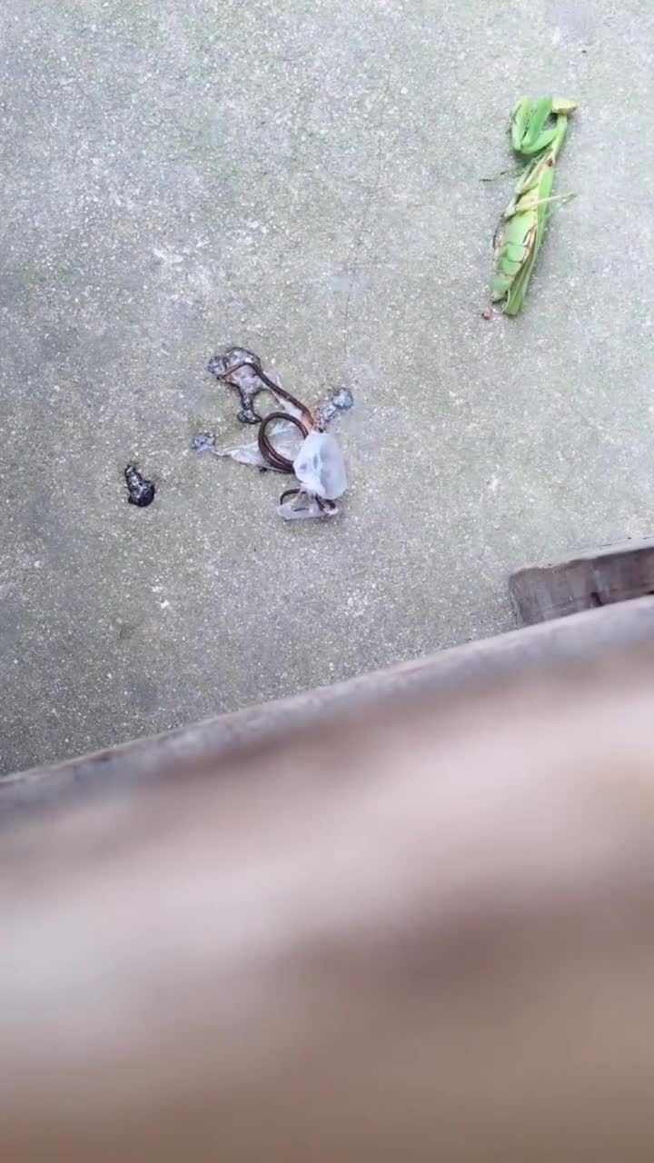 火烧螳螂身体里的铁线虫被剪成三段还嘎嘣脆