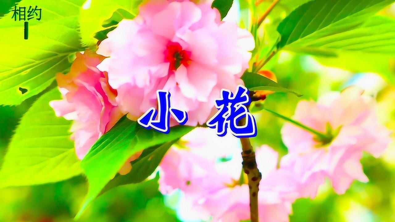 一首dj情歌《小花》甜美醉人,非常好听!送给心上人!