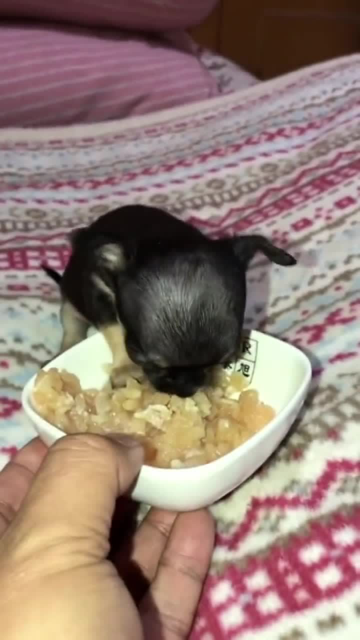 小狗大口吃肉,太可爱了