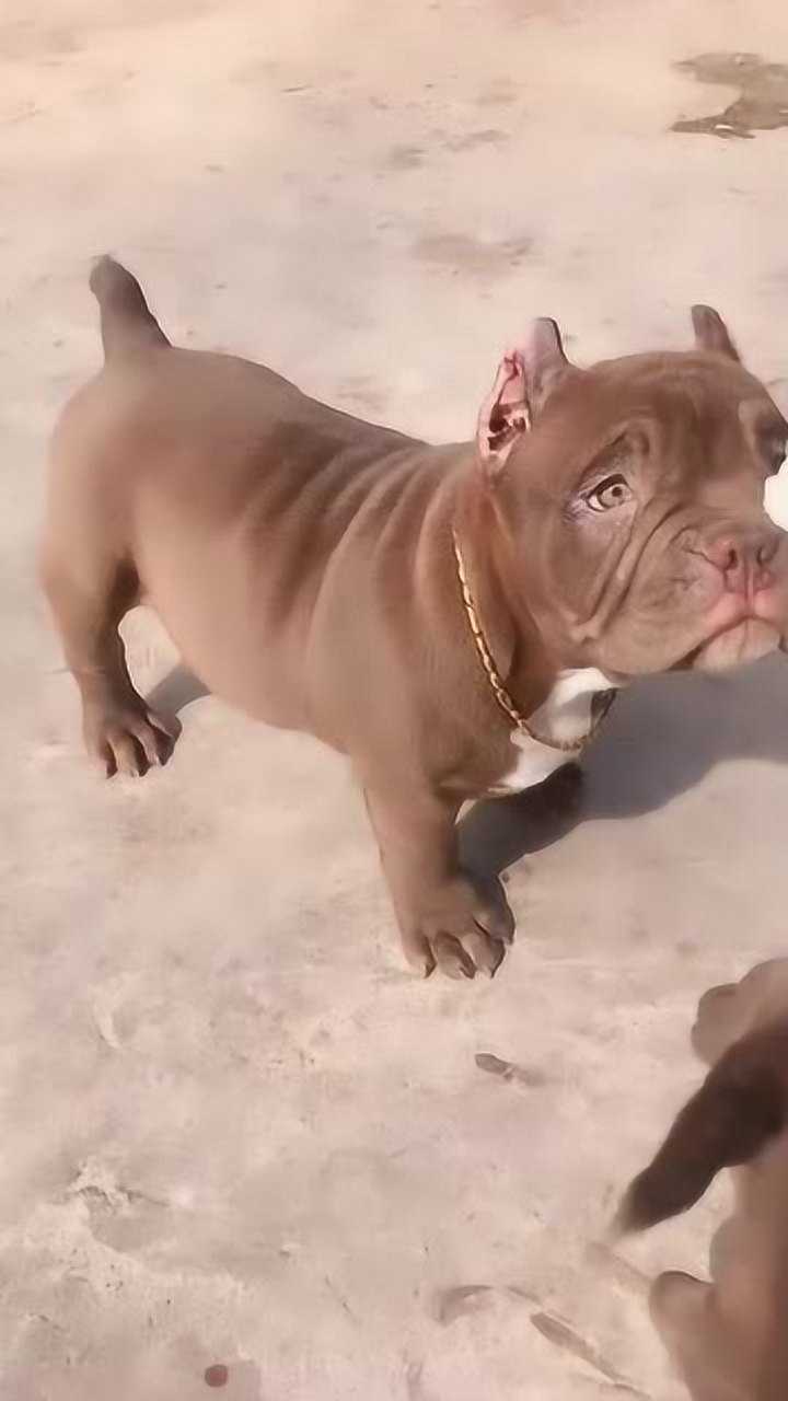 原来小时候恶霸犬也挺可爱就是这金链子造型有点社会