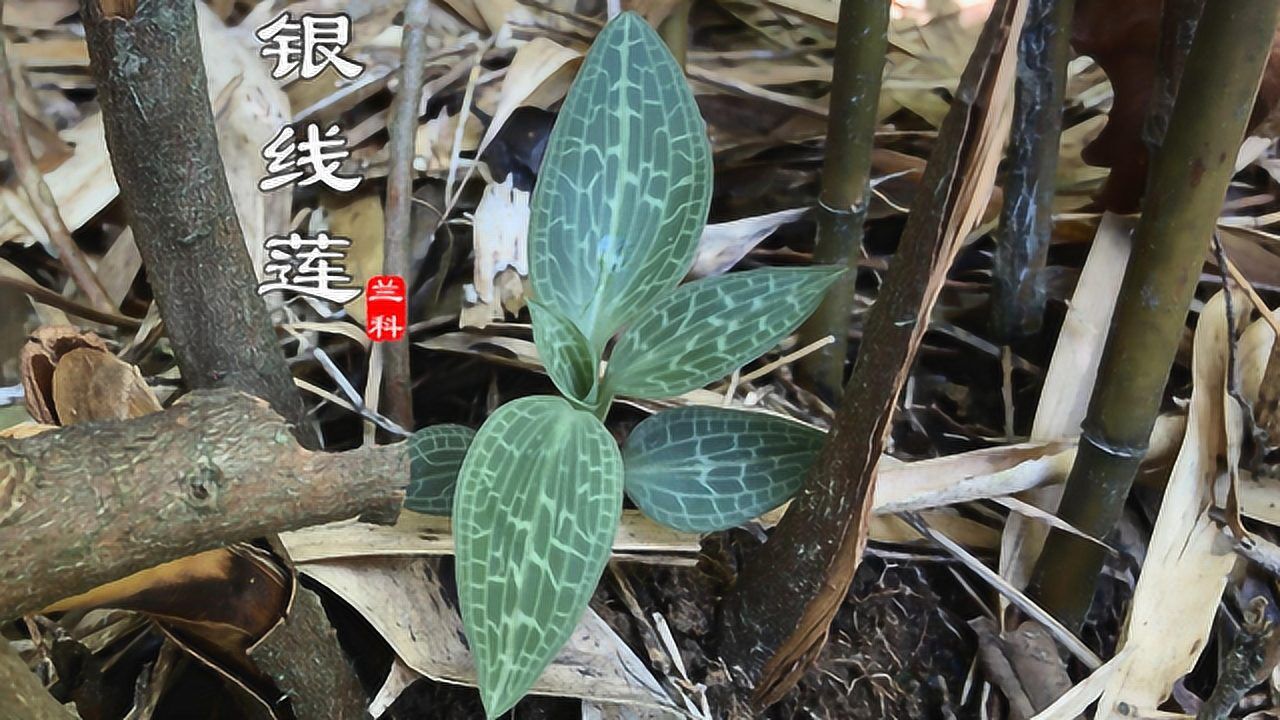 野生"银线莲"十分稀少珍贵,上山看到别不认识,用途有哪些了解吗?
