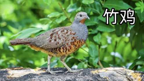 竹鸡为国内特有的观赏鸟类羽色艳丽叫声好听