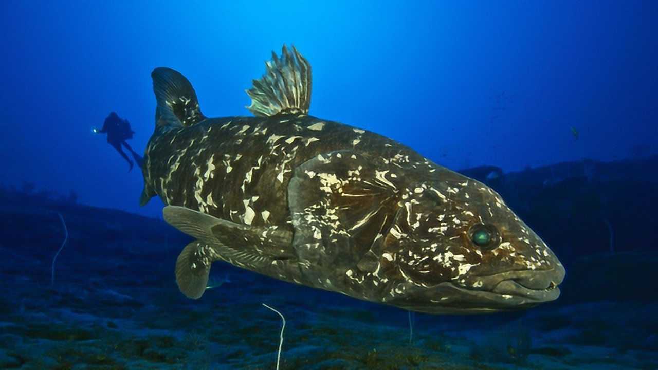 海洋生命起源說,人類始祖腔棘魚,某些遠古的生物還存活於世