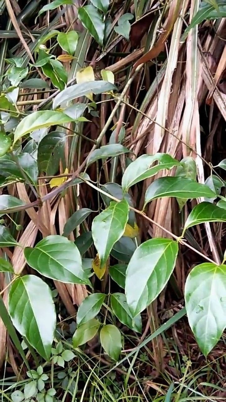 这个植物是钩藤,它可以熄风止痉,清肝热平肝阳