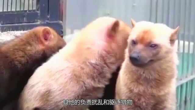 揭秘微型猛兽薮犬咬合力超强,轻松干掉大四倍的动物,秒杀藏獒