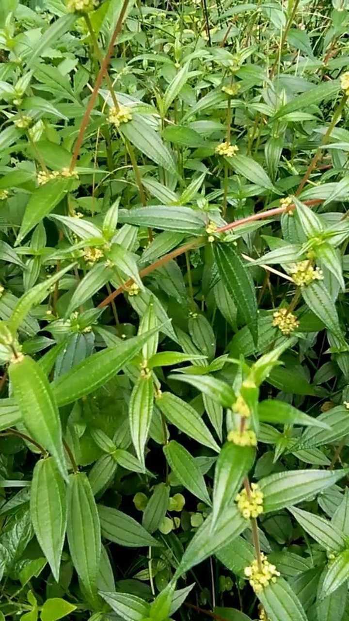 民间草药糯米藤,它可以清热解毒健脾消积,利湿消肿散瘀止血