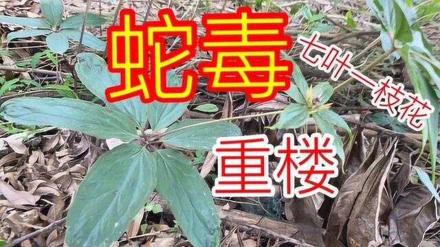 蛇伤药.重楼