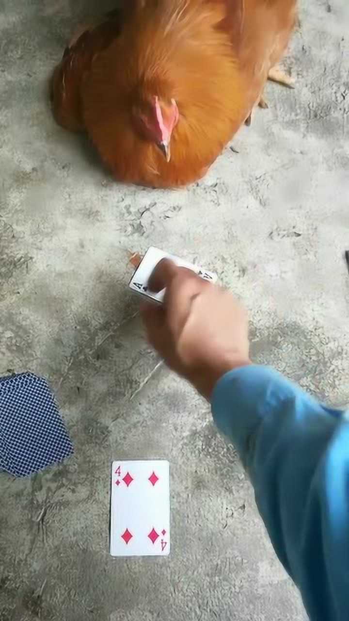 小哥和鸡玩炸金花如果你输了这一输是一辈子