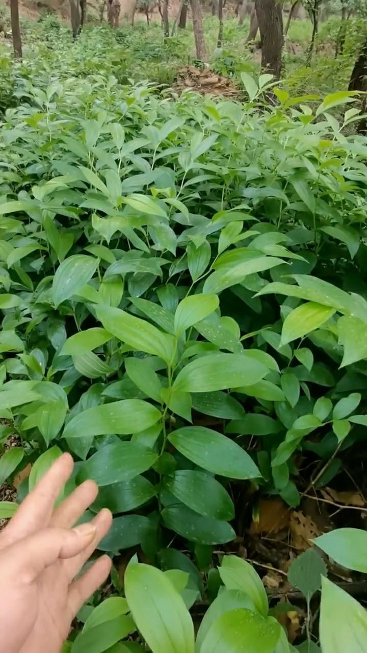 看看这么一大片的宝珠草,生长的特别的茂盛,特别的漂亮