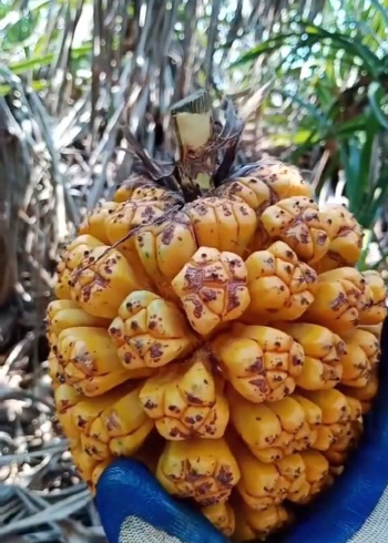 野菠萝清热解毒利尿消肿,主治肾结石,尿路感染