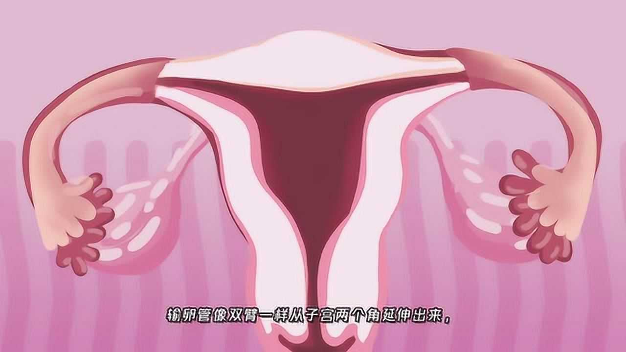 感受生命的起源，动画演示排卵受精全过程！_高清