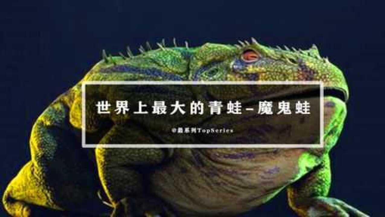 巨型魔鬼蛙图片