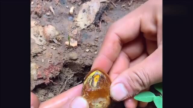 如何在家种植好吃的鸡蛋果?简单又便捷,赶快学起来吧!