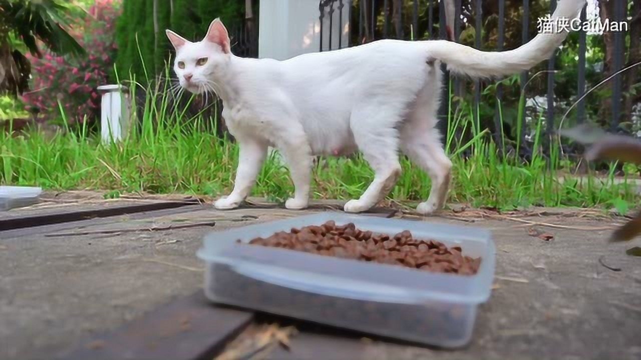 哺乳期猫妈妈饮食注意事项(哺乳期的猫妈妈怎么补充营养)-第1张图片-鲸幼网