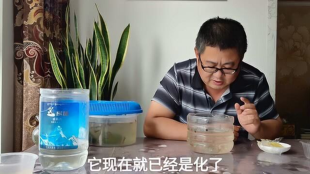 如何给孔雀鱼喂冷冻小药丸?吃了不得肠炎吗?余月为你解惑,进行补充说明