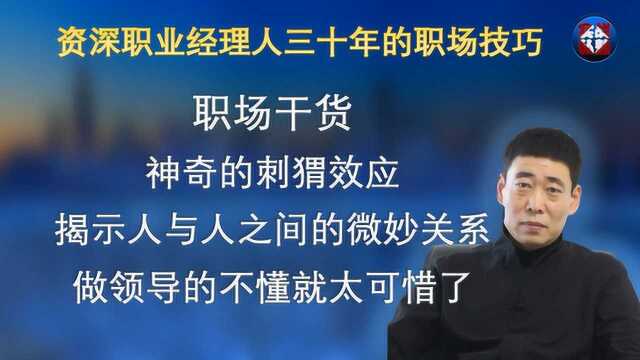 职场干货,刺猬效应,揭示人与人关系微妙,做领导的不懂太可惜了