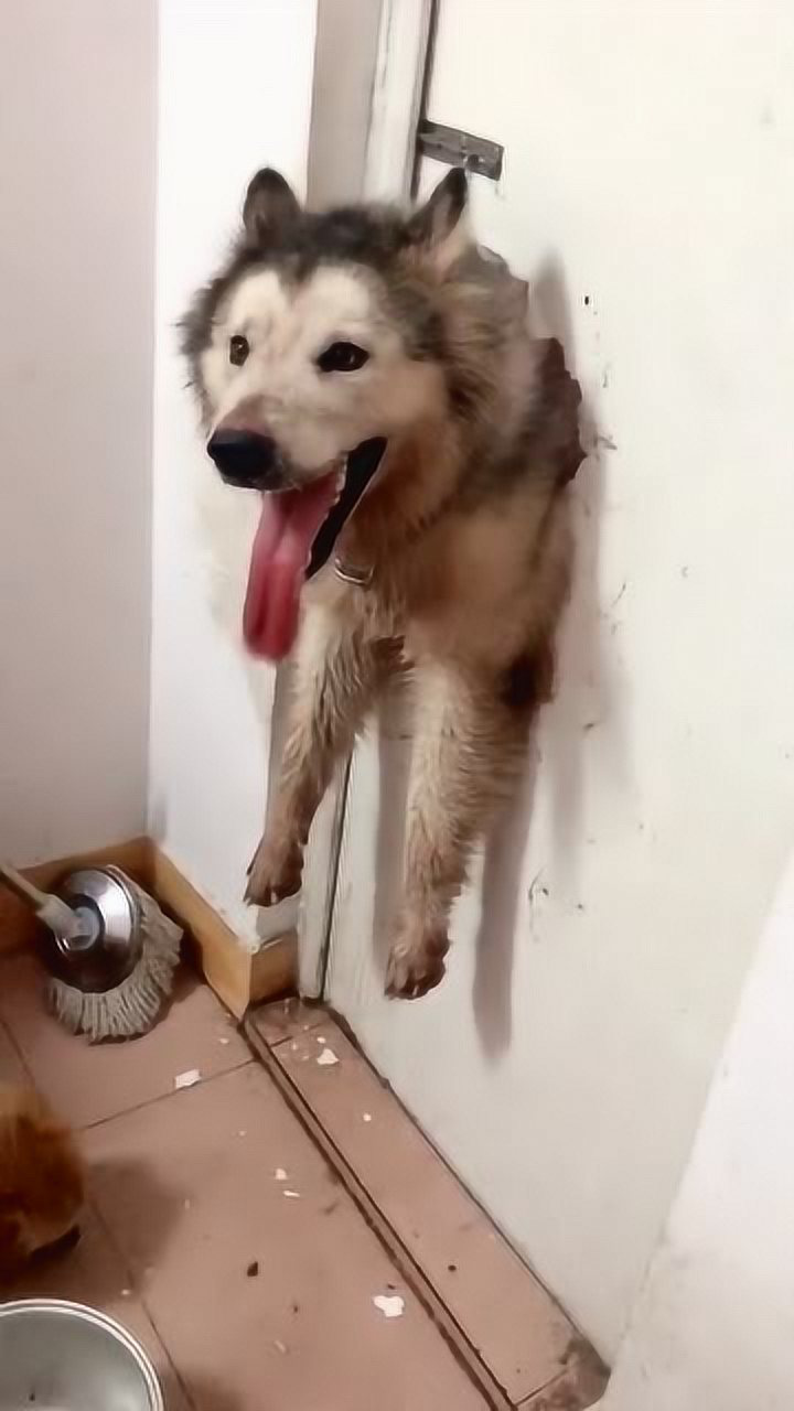 这狗子太狠了,直接撞门上穿进去了.
