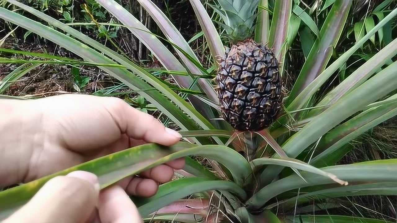 野菠萝vlog图片