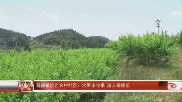 马鞍镇险岩农村社区:水果丰收季 游人采摘乐