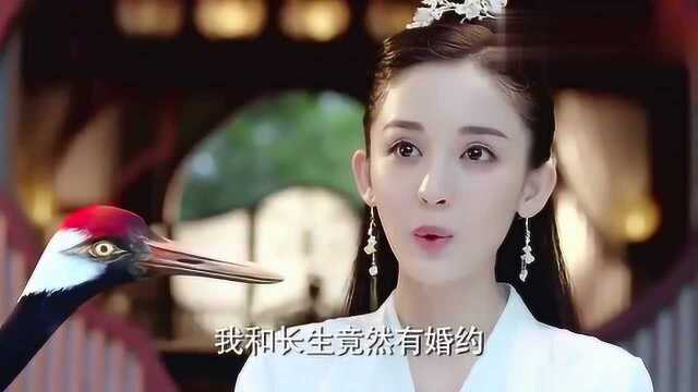 择天记:南方圣女徐有容修炼也是极美的,一只仙鹤常伴身旁