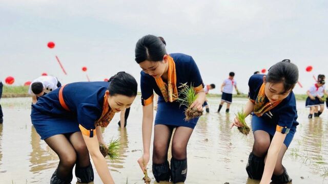 公益还是做秀?空姐穿制服下地插秧惹争议,青岛航空公司紧回应