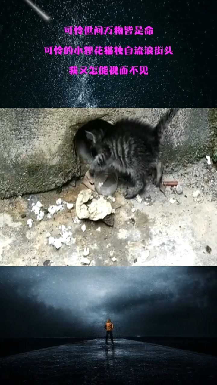 厉害了,可怜的小狸花猫独自流浪街头,大家看出什么了吗!