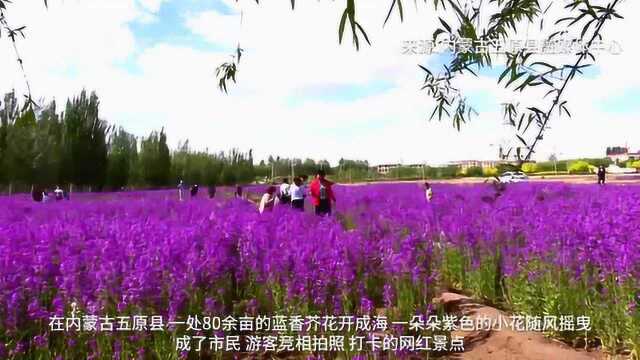 到这里 体验蓝香芥花的浪漫