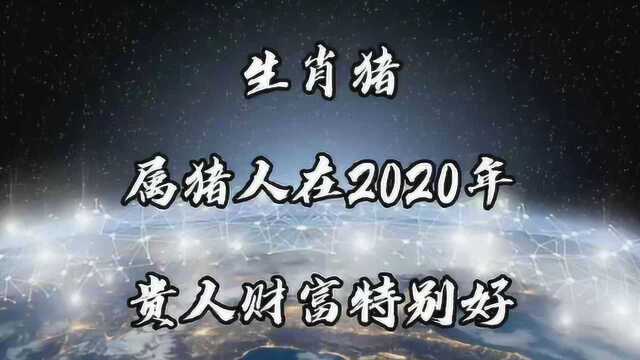 生肖猪:属猪人在2020年,贵人财富特别好