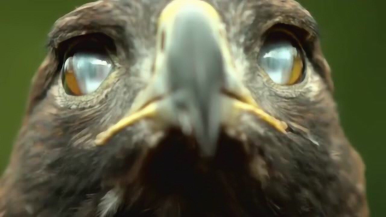 鹰眼睛可怕图片