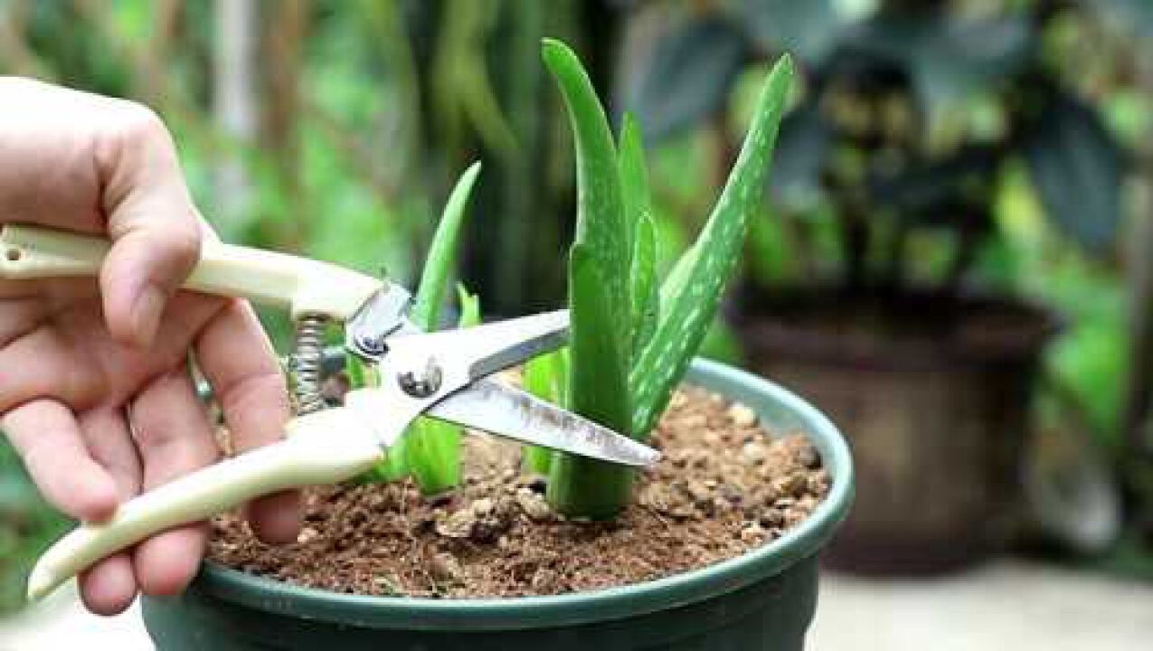 剪根芦荟茎干插土里也长芽,你也可以试试,真的能长芽