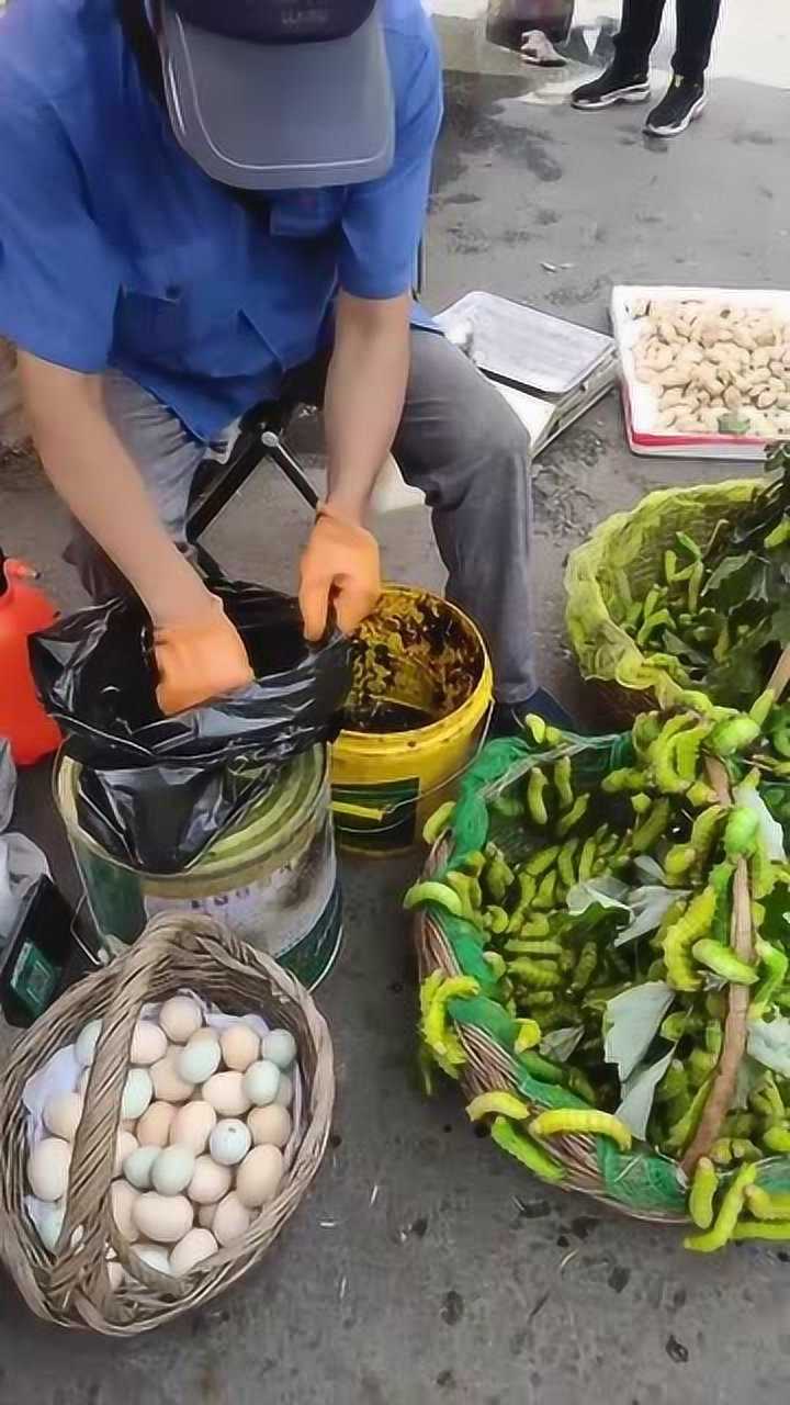 广西的猪仔虫,满满的胶原蛋白,说实话这个虫子有点可怕